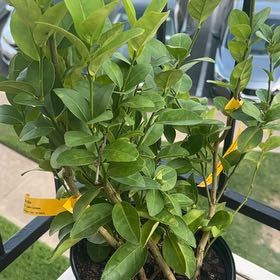 Photo of the plant species Thornless Key Lime by @WiredOrchids17 named Sol on Greg, the plant care app
