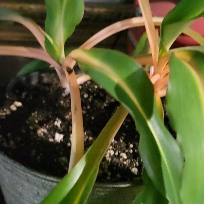 Photo of the plant species Mandarin Plant by @CalmRuby53 named Clarice on Greg, the plant care app