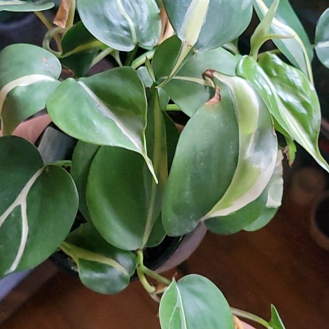 Photo of the plant species philodendron silver stripe by @CalmRuby53 named Xena on Greg, the plant care app
