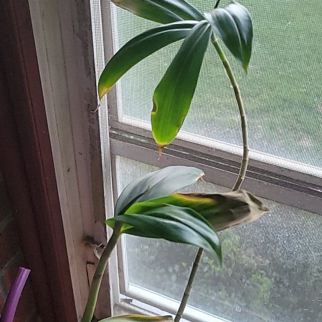 Photo of the plant species Golden Crepe Ginger by @CalmRuby53 named Luna on Greg, the plant care app