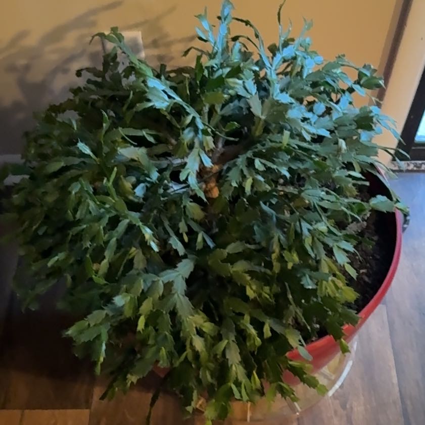 Photo of the plant species Thanksgiving Cactus by @ProRoussea43 named ChloroPhil on Greg, the plant care app
