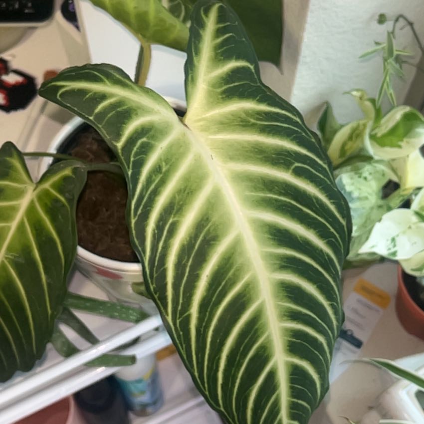 Photo of the plant species Magnificum by @FunPawpaw36 named Clooney on Greg, the plant care app