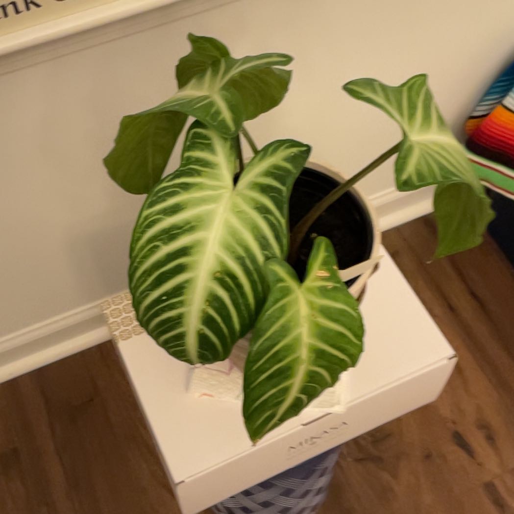 Photo of the plant species Xanthosoma Angel wings by @ProphetAster33 named Nithin on Greg, the plant care app