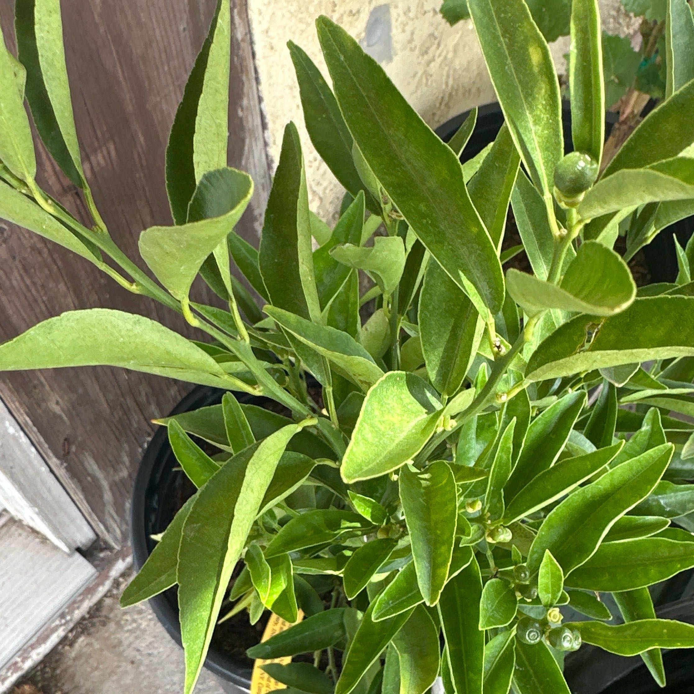 Photo of the plant species Clementine by @UniqueAnahaw59 named Dax on Greg, the plant care app