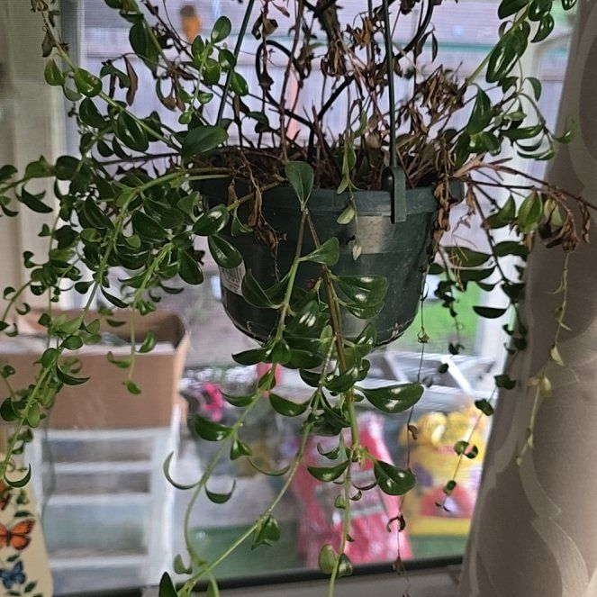 Photo of the plant species gold fish plant by @SoundlySuncup12 named Khaleesi on Greg, the plant care app