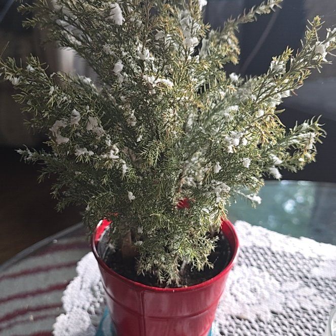 Photo of the plant species European Cypress by @SoundlySuncup12 named Sigmund on Greg, the plant care app