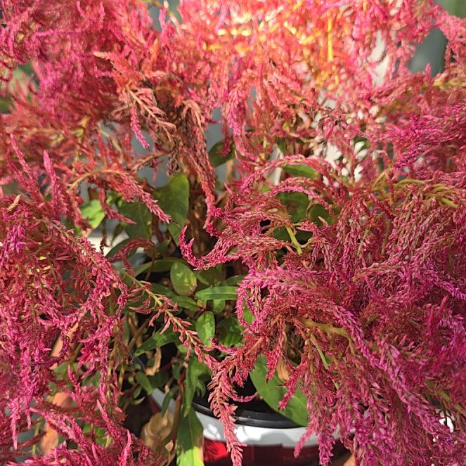 Photo of the plant species Blood Amaranth by @SoundlySuncup12 named Curie on Greg, the plant care app