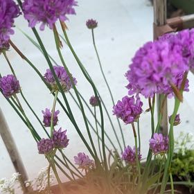 Photo of the plant species Armeria Maritima by @PolishedCosmo38 named Elina on Greg, the plant care app