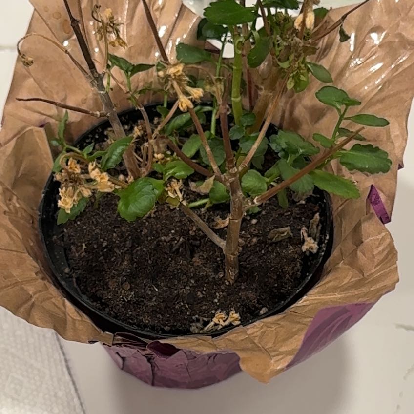 Photo of the plant species Calandiva by @HeroParsley91 named Winston on Greg, the plant care app