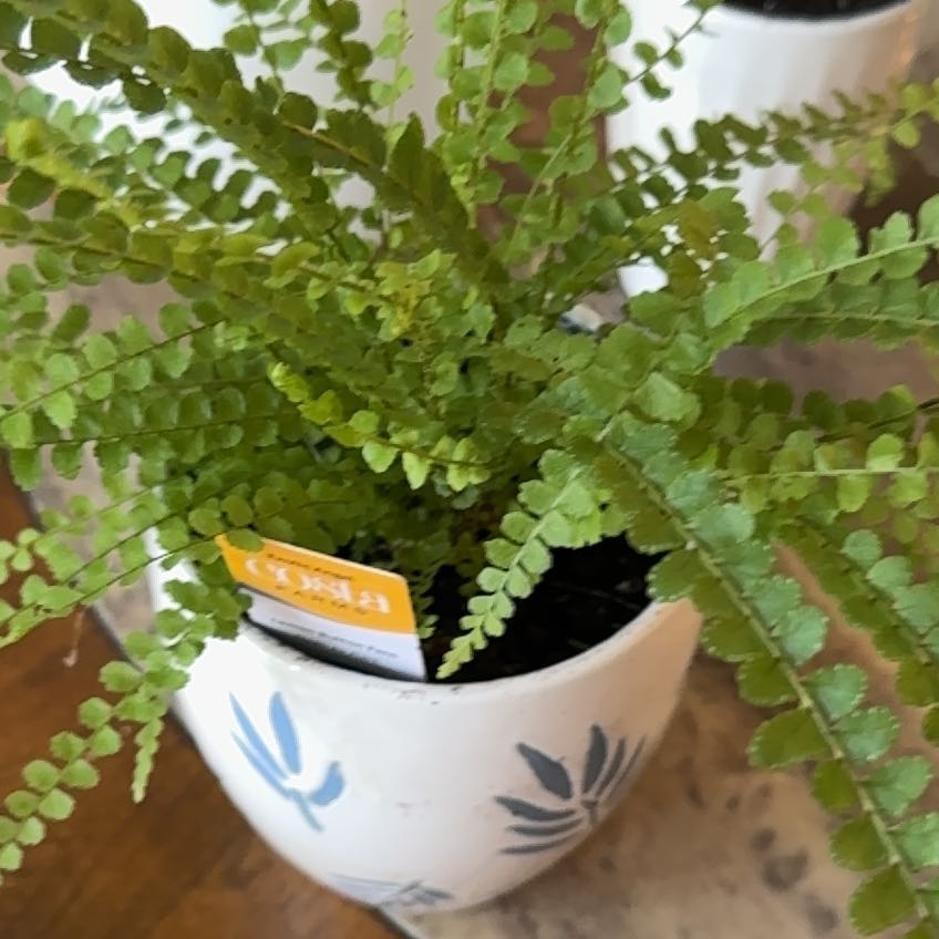 Photo of the plant species lemon butter fern by @HeroParsley91 named ChloroPhil on Greg, the plant care app