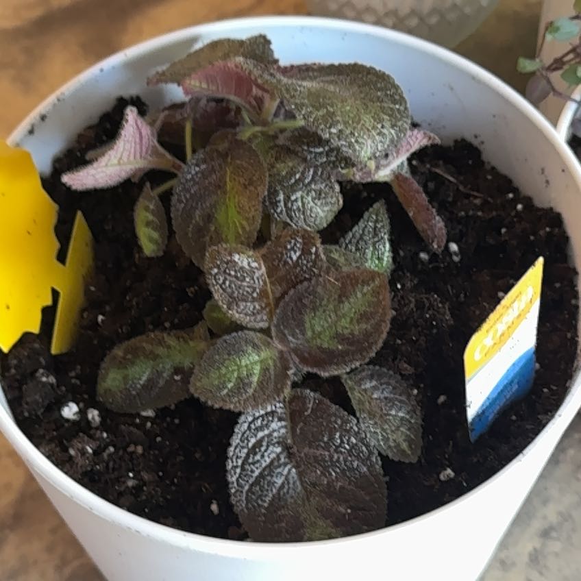Photo of the plant species Flame Violet by @HeroParsley91 named Eva on Greg, the plant care app