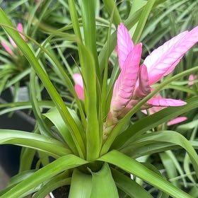 Photo of the plant species Pink Quill by @HeroParsley91 named Harper on Greg, the plant care app