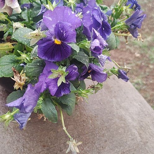 Photo of the plant species Blue Potato Bush by @DecorousFern11 named Zion on Greg, the plant care app