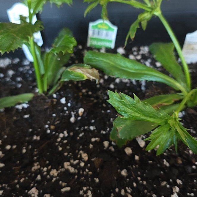 Photo of the plant species Culantro by @BigPinkpoui28 named Madonna on Greg, the plant care app