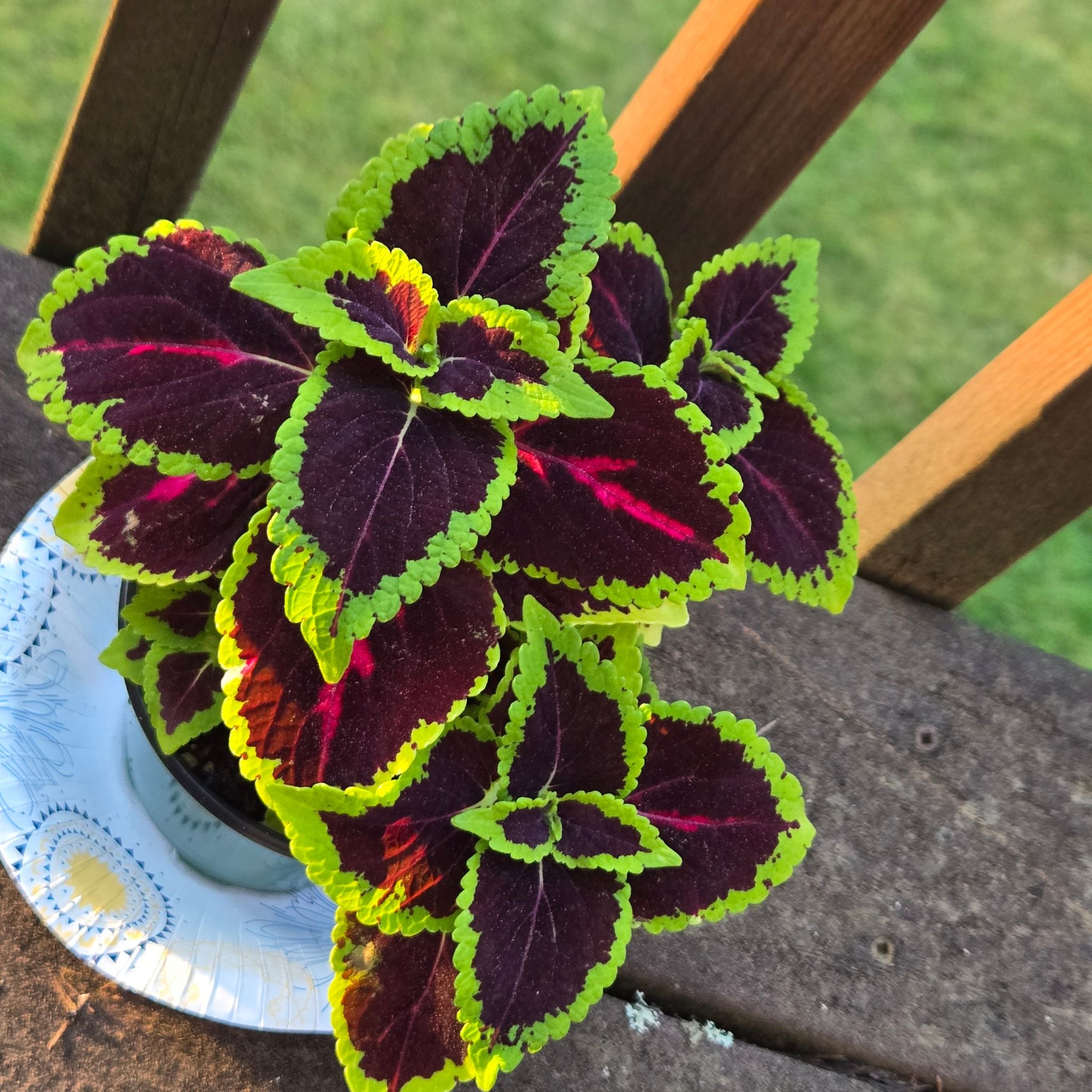 Photo of the plant species Coleus 'Main Street Alligator Alley' by @GivingRedlog89 named Rosa on Greg, the plant care app