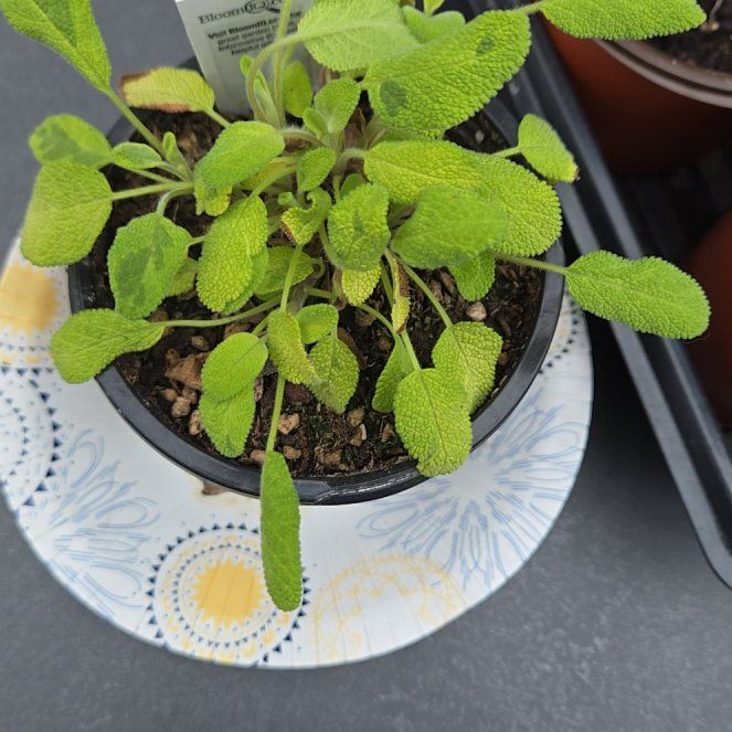 Photo of the plant species Golden Sage by @GivingRedlog89 named Wall-E on Greg, the plant care app