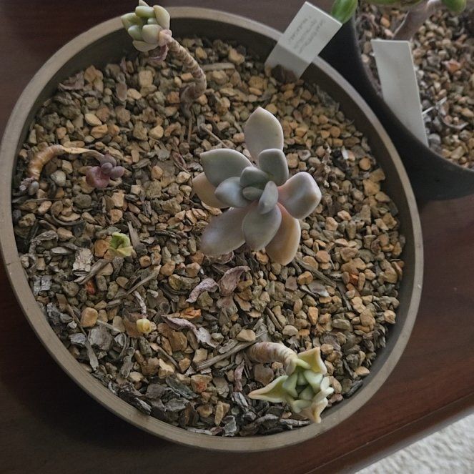 Photo of the plant species Graptopetalum pentandrum 'Murasaki' by @GivingRedlog89 named Figyonce on Greg, the plant care app