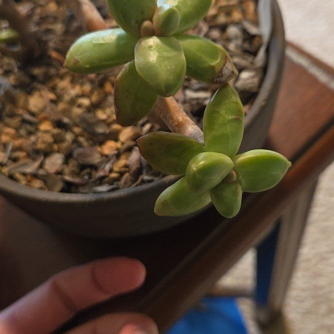 Photo of the plant species Graptosedum Ghosty Crested by @GivingRedlog89 named Sahara on Greg, the plant care app