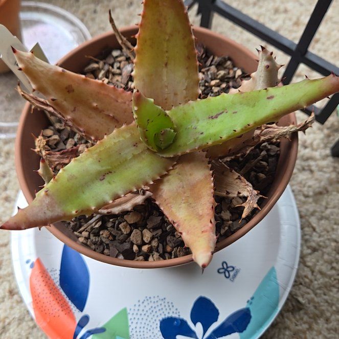 Photo of the plant species Red Hot Poker Aloe by @GivingRedlog89 named Mochi on Greg, the plant care app