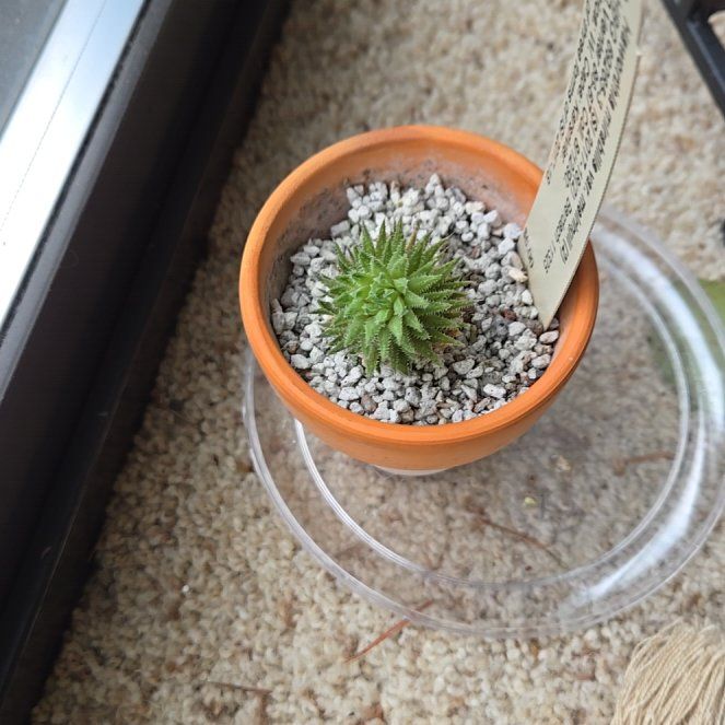 Photo of the plant species Haworthia mirabilis by @GivingRedlog89 named Luna on Greg, the plant care app