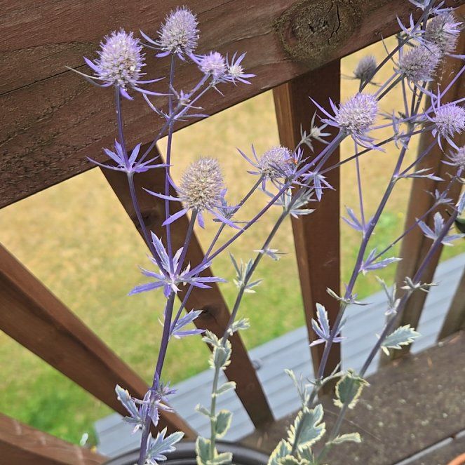 Photo of the plant species Flat Sea Holly by @GivingRedlog89 named Tupot amaroot on Greg, the plant care app