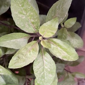 Photo of the plant species American Pokeweed by @ExpansiveNeem3 named Dolores on Greg, the plant care app