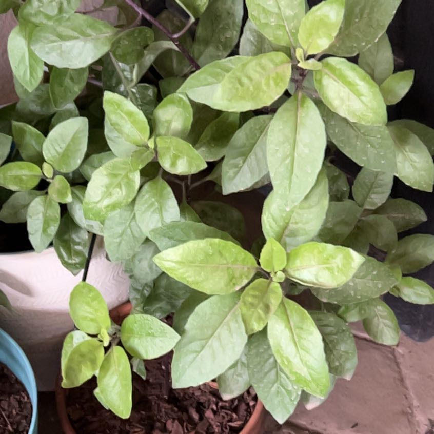 Photo of the plant species Malabar Spinach by @ExpansiveNeem3 named Kylie on Greg, the plant care app