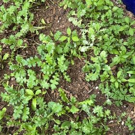 Photo of the plant species Brass Buttons by @ExpansiveNeem3 named Zion on Greg, the plant care app