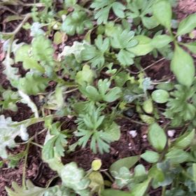 Photo of the plant species Smallflower Nemophila by @ExpansiveNeem3 named Treeyoncé on Greg, the plant care app
