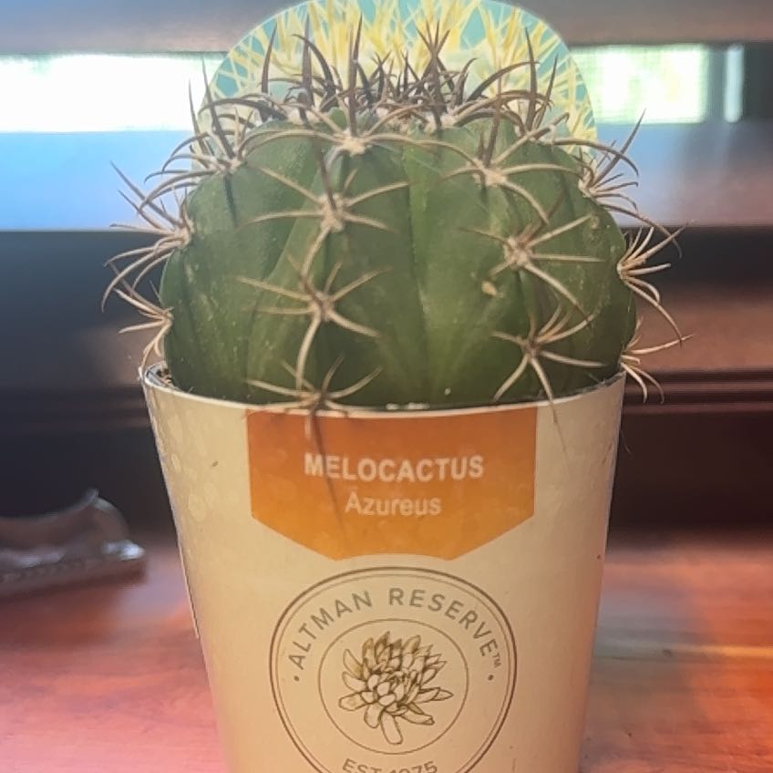 Photo of the plant species Melocactus azureus by @CleverPalmier88 named Kendall on Greg, the plant care app