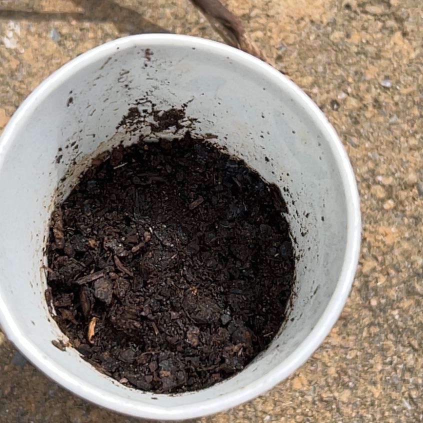 Photo of the plant species Basil by @HopefulGardener named Ben on Greg, the plant care app