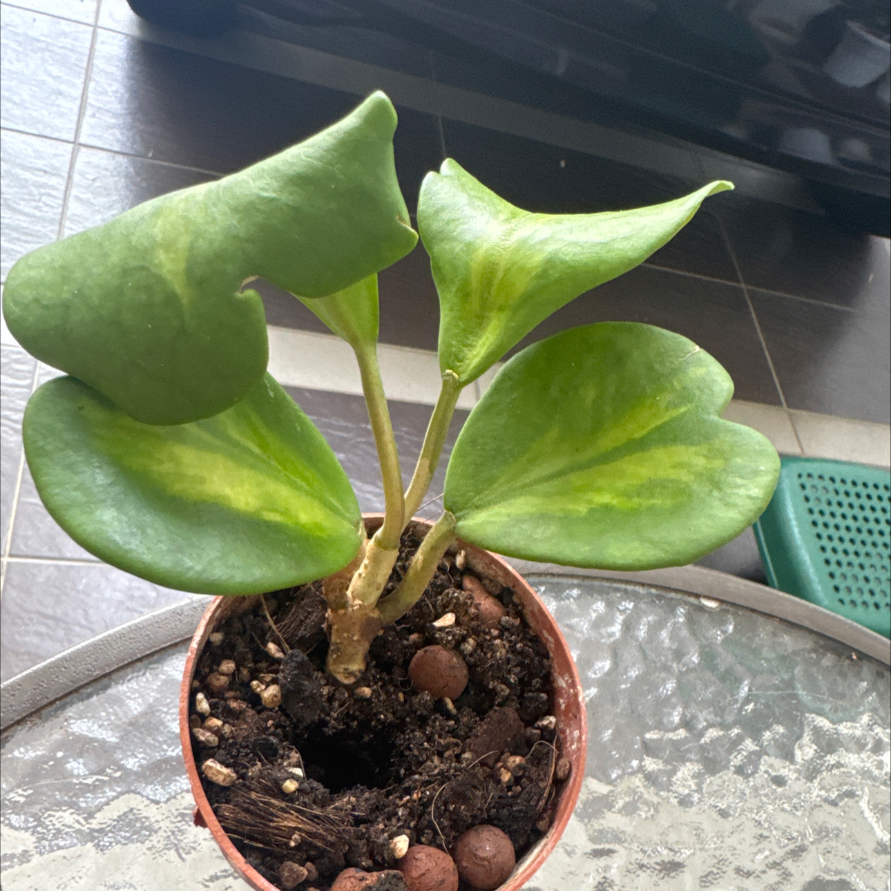 Photo of the plant species Creeping Groundsel by @ArtistePilea84 named Hoya love on Greg, the plant care app