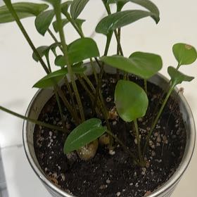 Photo of the plant species Little White Soldiers by @BoldCamelina0 named Stella on Greg, the plant care app