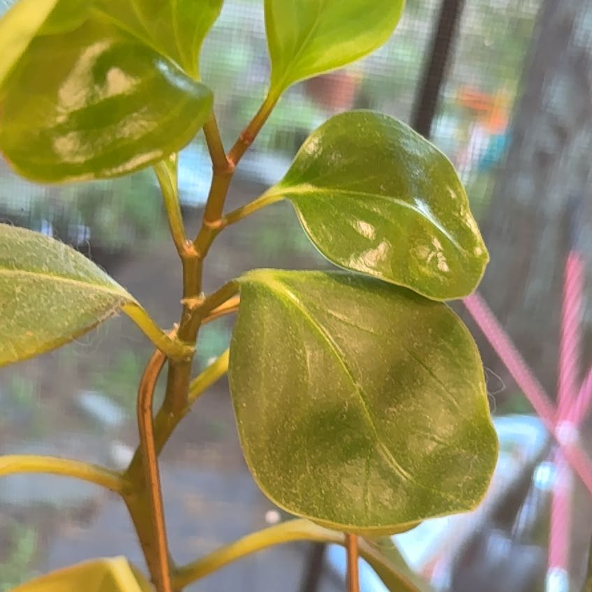 Photo of the plant species New Zealand Broadleaf by @BoldCamelina0 named Sherlock on Greg, the plant care app