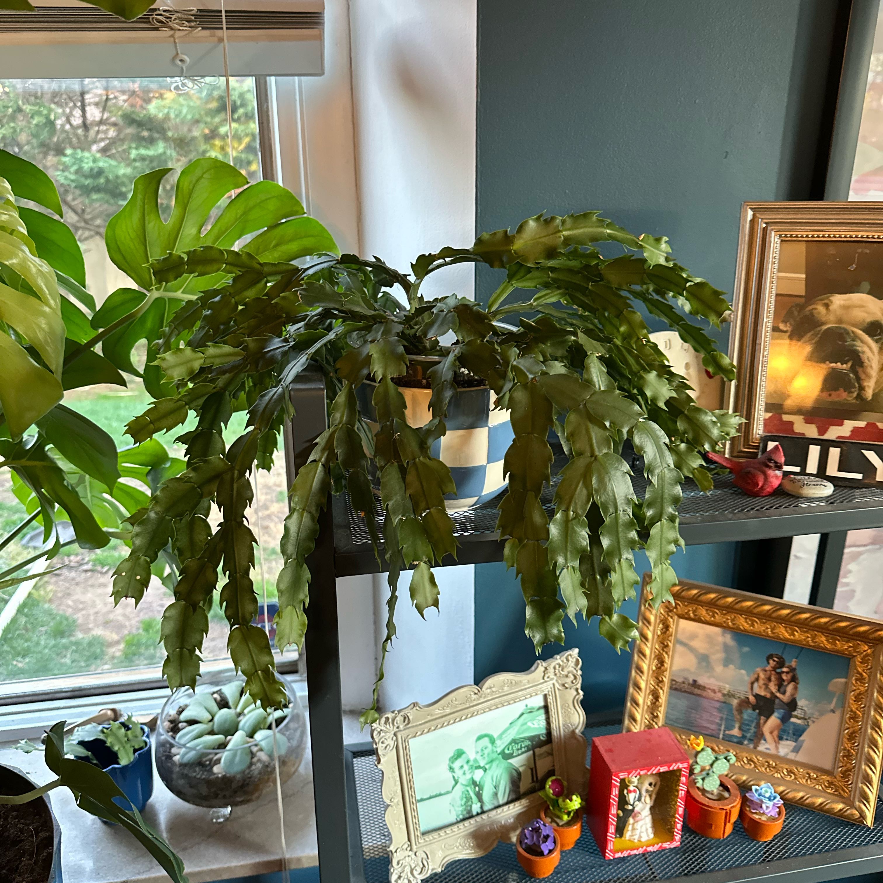 Photo of the plant species White Thanksgiving Cactus by @jojo_verde named Elina on Greg, the plant care app
