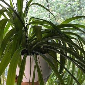 Photo of the plant species Green Spider Plant by @jojo_verde named Maya on Greg, the plant care app
