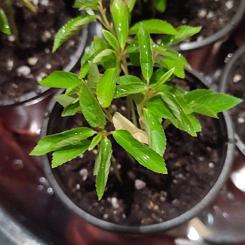 Photo of the plant species Jute Mallow by @StalwartRose90 named Planty on Greg, the plant care app