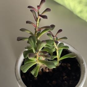 Photo of the plant species Crassula Green Beans by @YummyKoa97 named Doja Cat on Greg, the plant care app