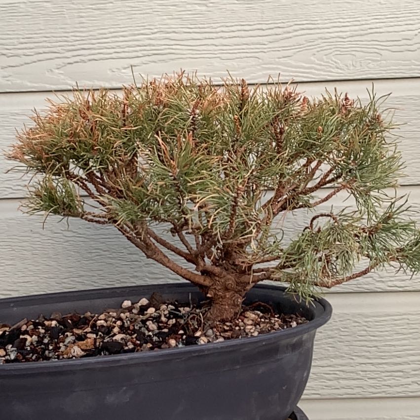 Photo of the plant species Dwarf Pine by @PoliteCashew31 named Lebron on Greg, the plant care app