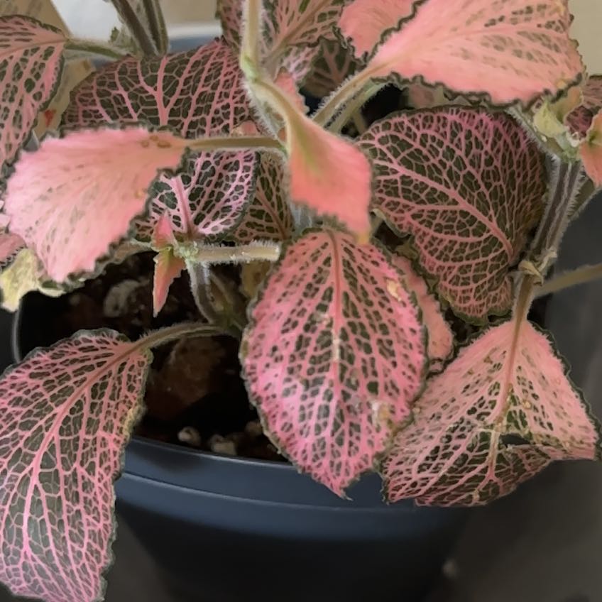 Photo of the plant species 'Ruby Red' Nerve Plant by @UniquelyPapaya named Spike Leaves on Greg, the plant care app