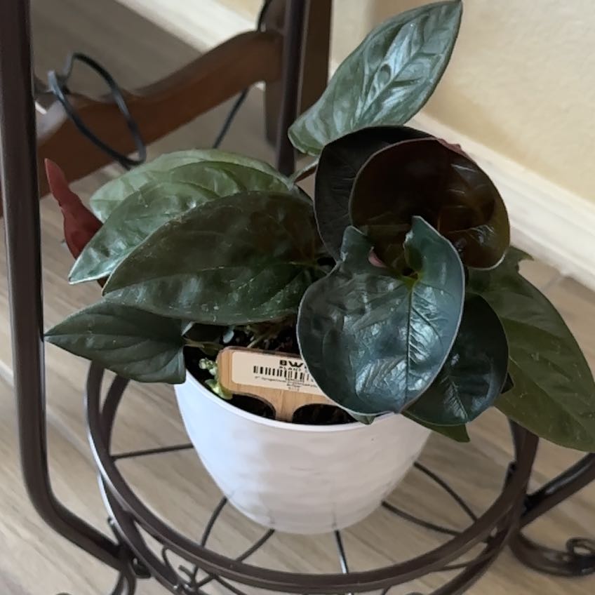 Photo of the plant species Syngonium Chocolate by @UniquelyPapaya named Nemo on Greg, the plant care app