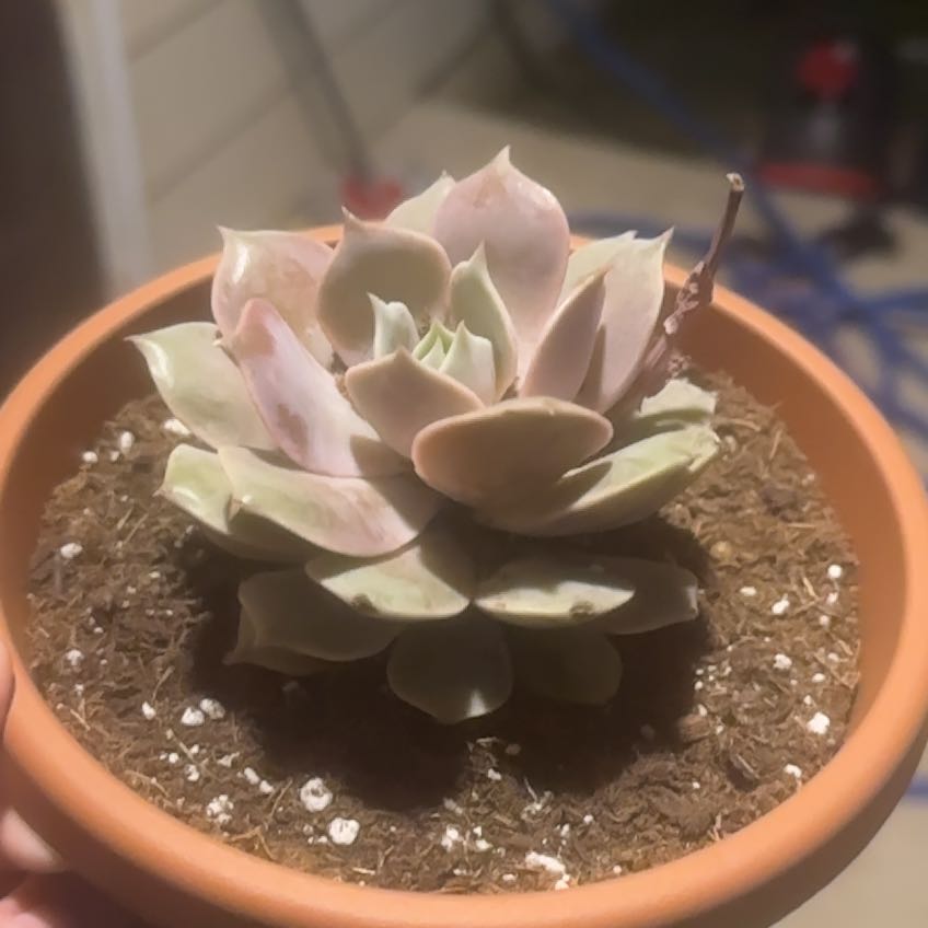 Photo of the plant species Echeveria 'Pink Diamond' by @LegitimateMum12 named Pinky on Greg, the plant care app
