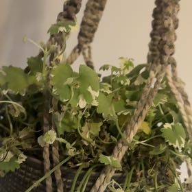 Photo of the plant species Creeping Charlie by @TouchingCowpea6 named Mochi on Greg, the plant care app