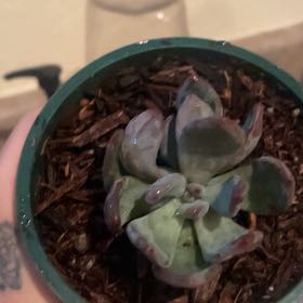 Photo of the plant species Pachyveria 'Blue Jasper' by @DollMakura17 named Gobi on Greg, the plant care app