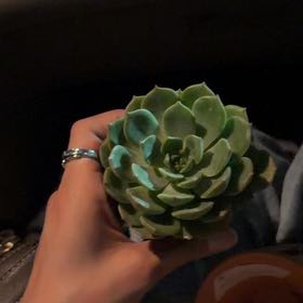 Photo of the plant species Echeveria 'Elfstone' by @BigGrass32 named Rainier on Greg, the plant care app