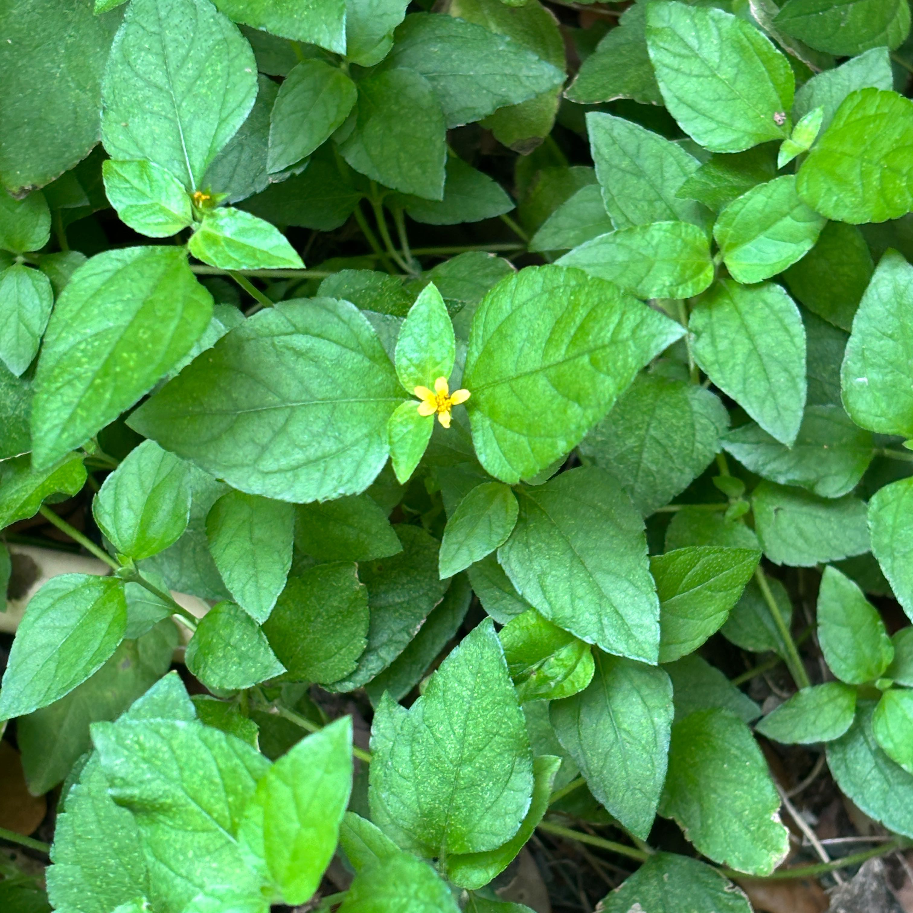 Photo of the plant species Straggler Daisy by @FunCarrot41 named Bella on Greg, the plant care app