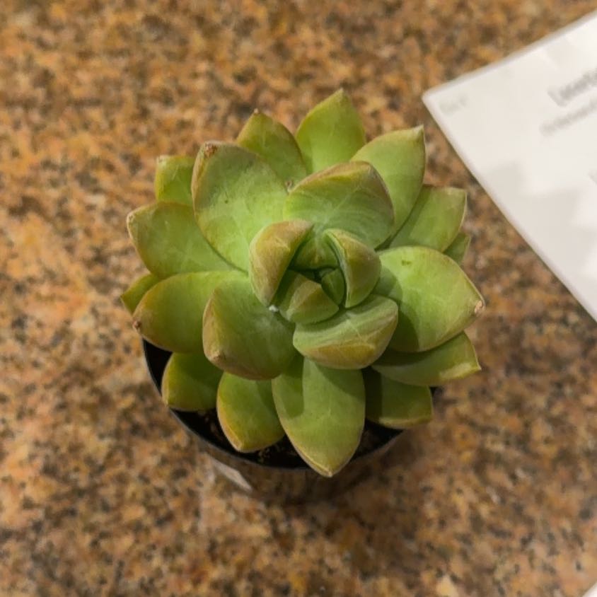 Photo of the plant species Golden Glow by @ProHope48 named Emerson on Greg, the plant care app