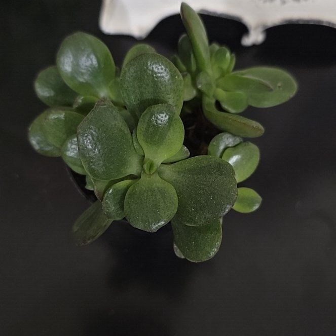 Photo of the plant species Fairy Crassula by @CaringSalsify30 named Lebron on Greg, the plant care app