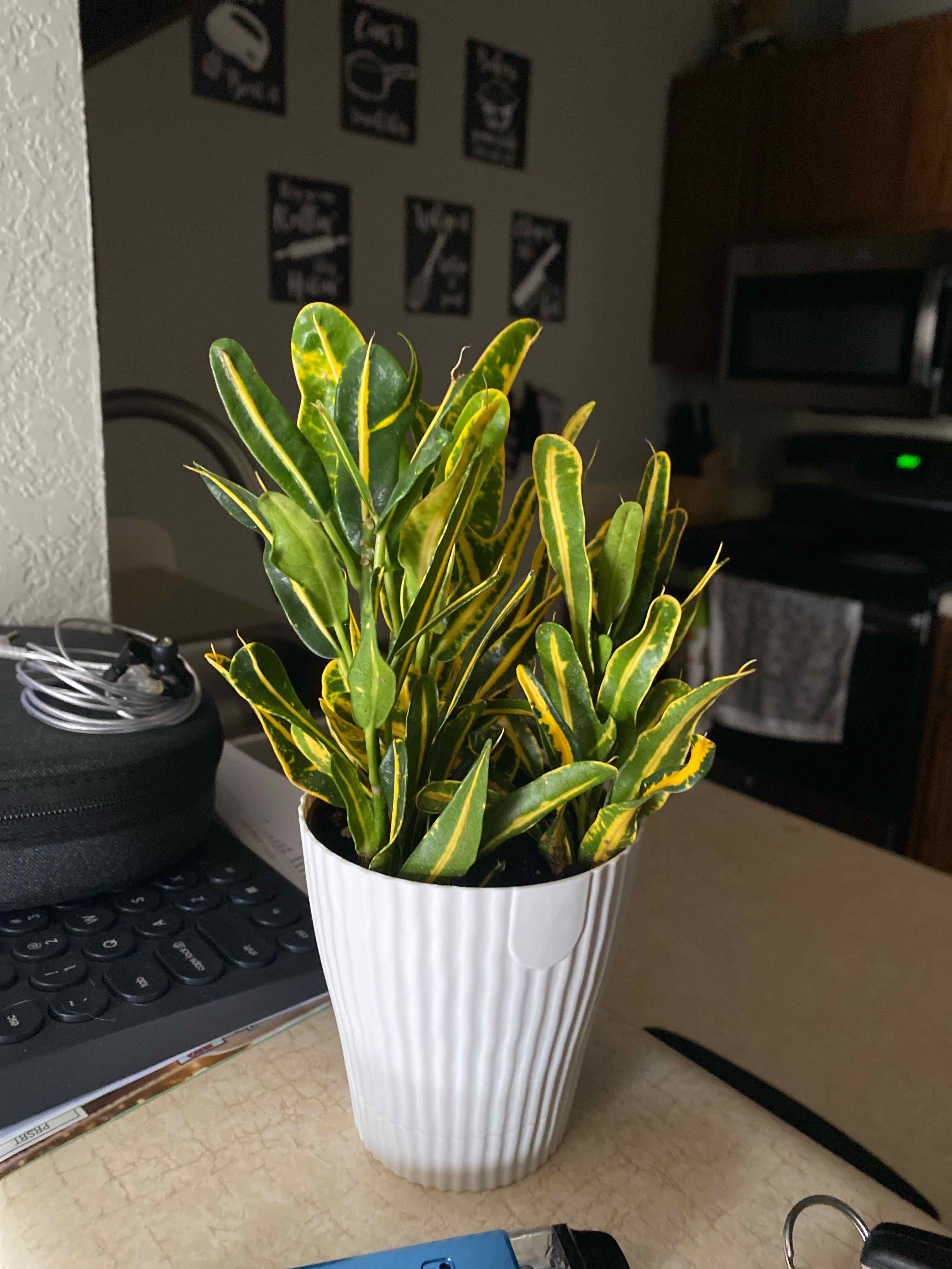 Photo of the plant species Banana Croton by @EcstaticRedrose named Tuco Slamanca on Greg, the plant care app