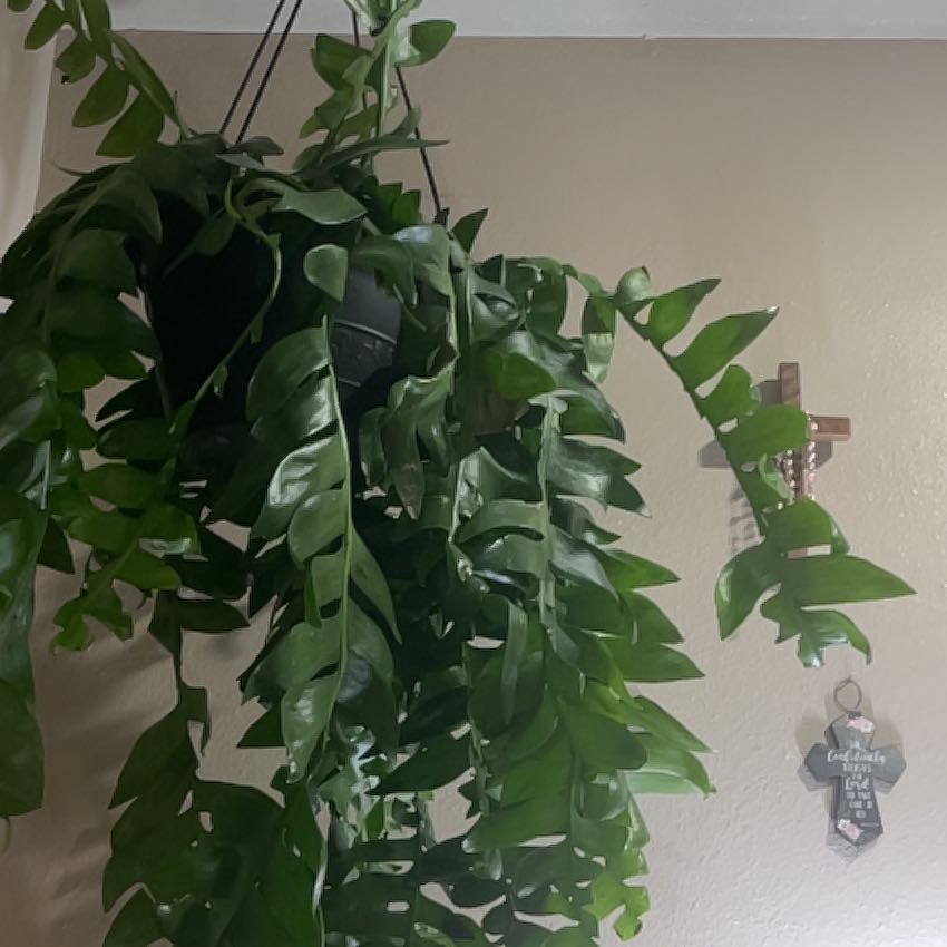 Photo of the plant species Ric Rac Cactus by @CozyJonquil43 named Sharkisha on Greg, the plant care app